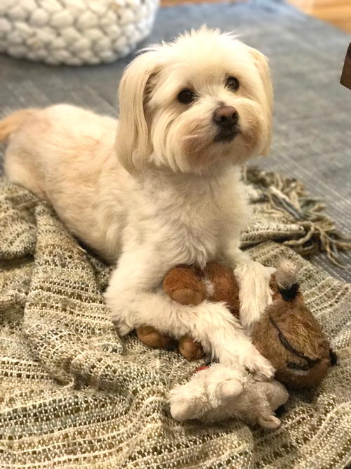 blog-petfriendly-dog