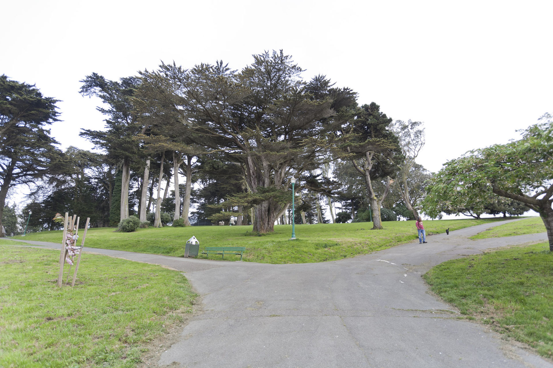 Alamo Square Neighborhood Photo 3