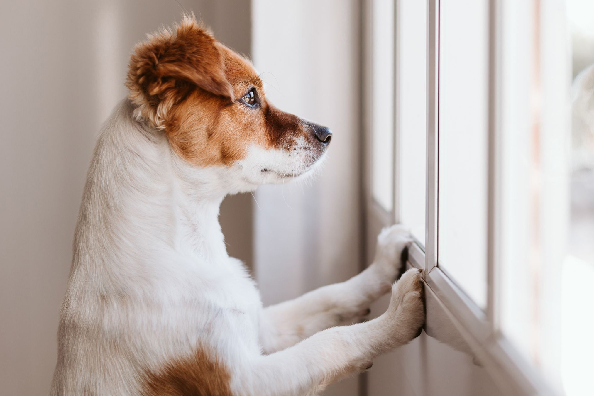 Dog waits at window