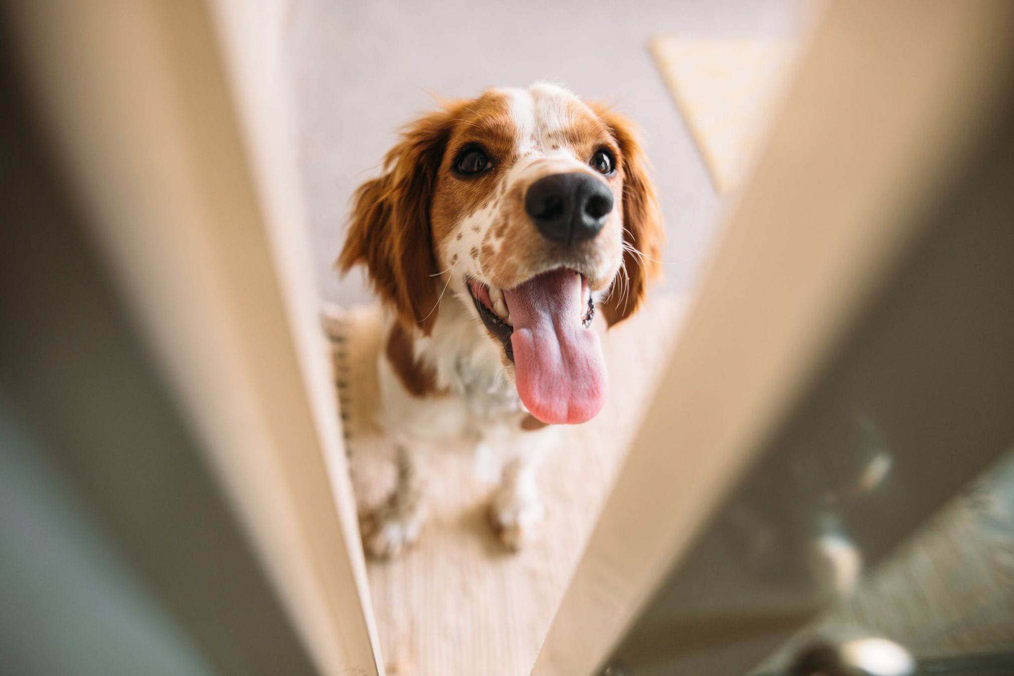 Cocker Spaniel dog