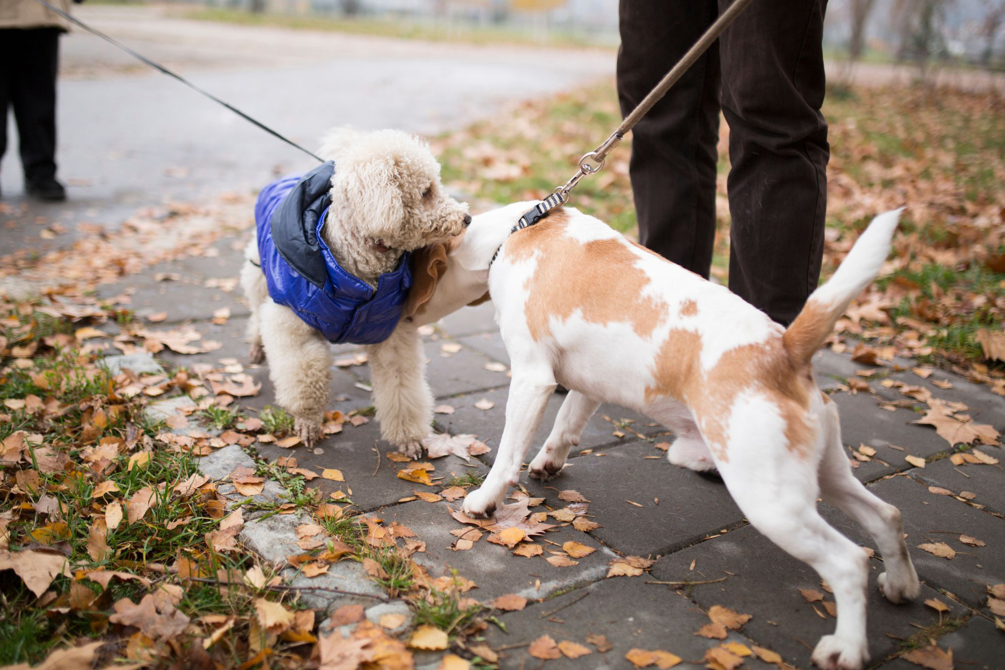 Dogs socializing